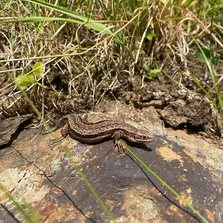 アパート Klenkes - Entschleunigen Und Erholen *