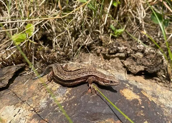 شقة Klenkes - Entschleunigen Und Erholen *